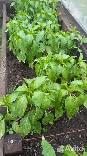 Рассада помидор перцев баклажан