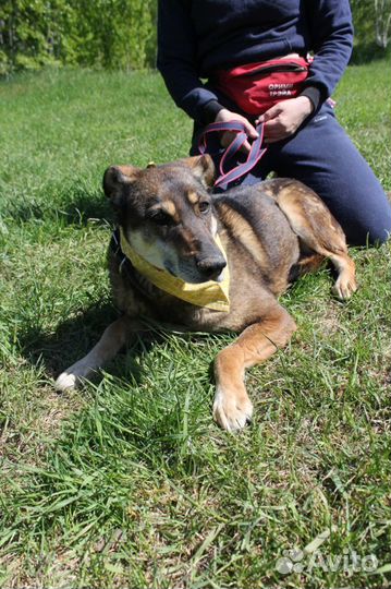 Магда-красотка породы друг ищет дом