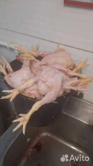 Помощник на птичник для щипки кур