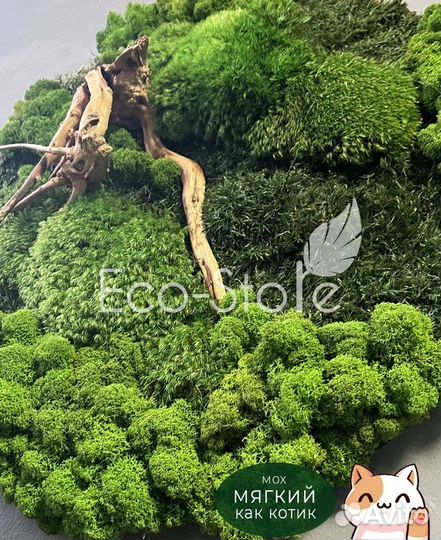 Картина со мхом и корягой