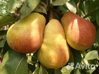 Саженцы Груши Лада для Лен.обл
