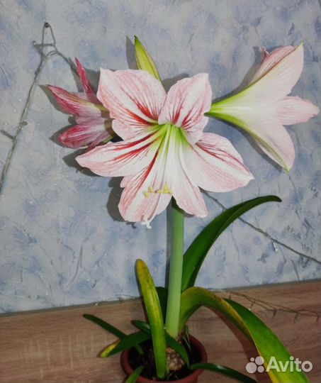 Гиппеаструм(амариллис). Цветы домашние
