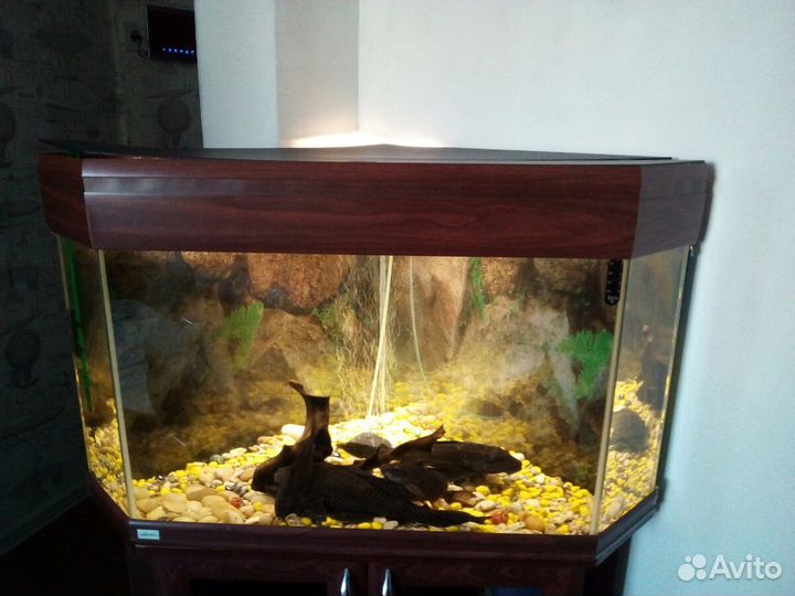 Аквариум