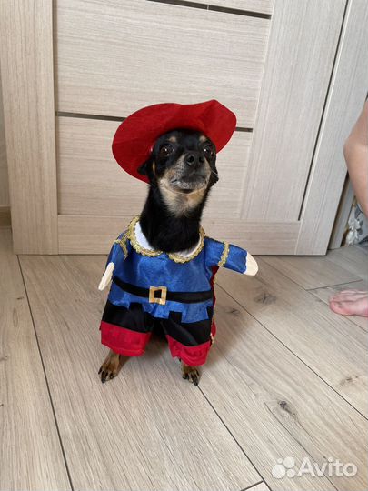 Мини той-терьер вязка