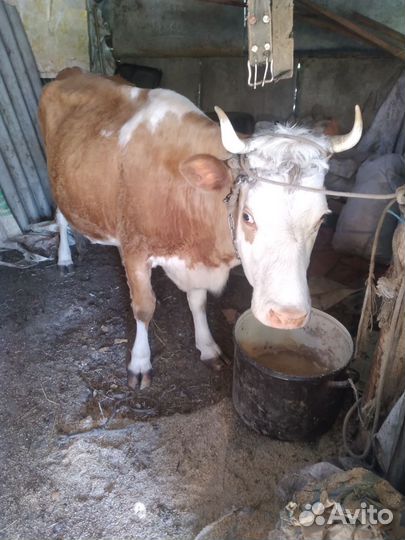 Корова молодая выскоудойная
