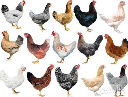 Куры-Молодки