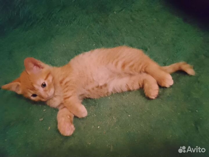 Котята подросли.ищут дом