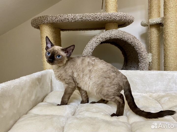 Девон-рекс минковая Фея