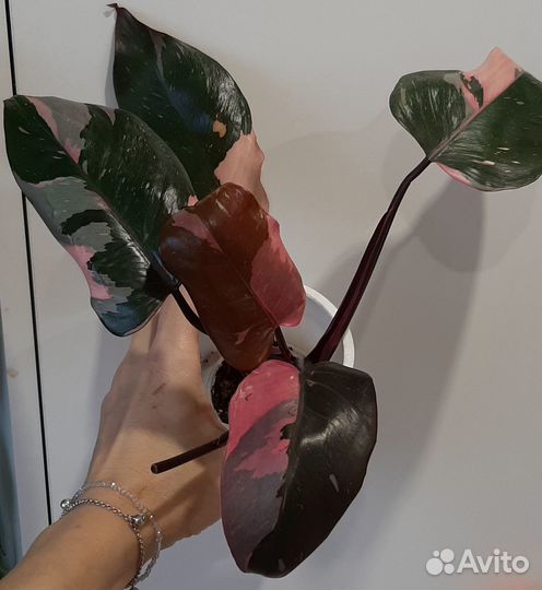 Филодендрон розовая принцесса