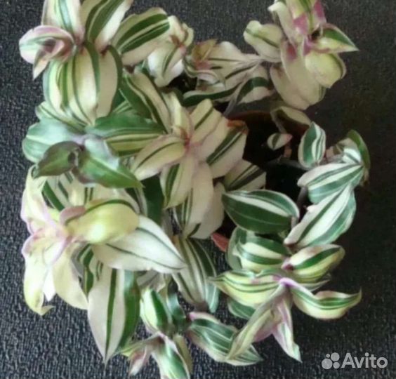 Каллизия конгеста с белой вариегатностью