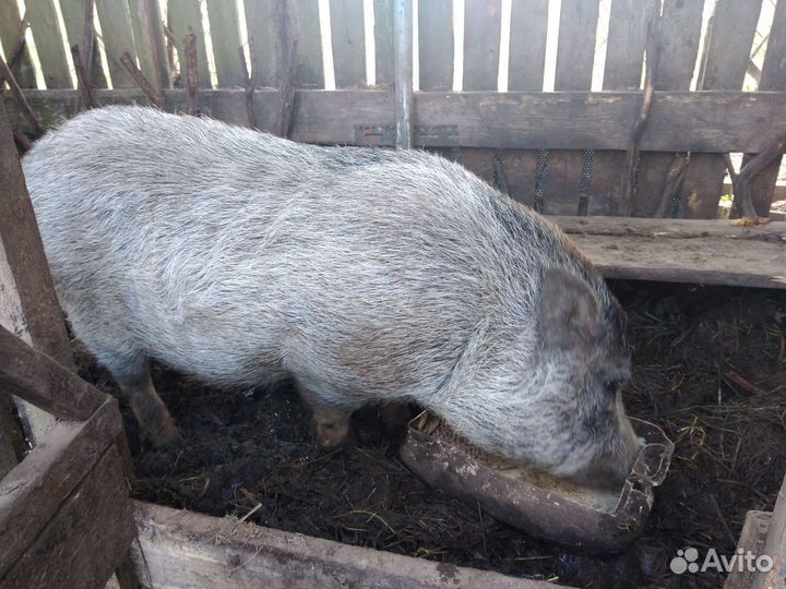 Вьетнамский хряк