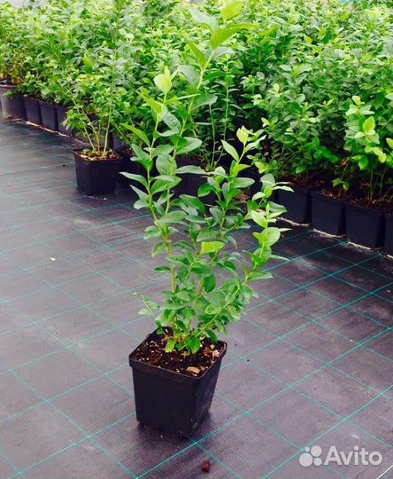 Саженцы голубики 