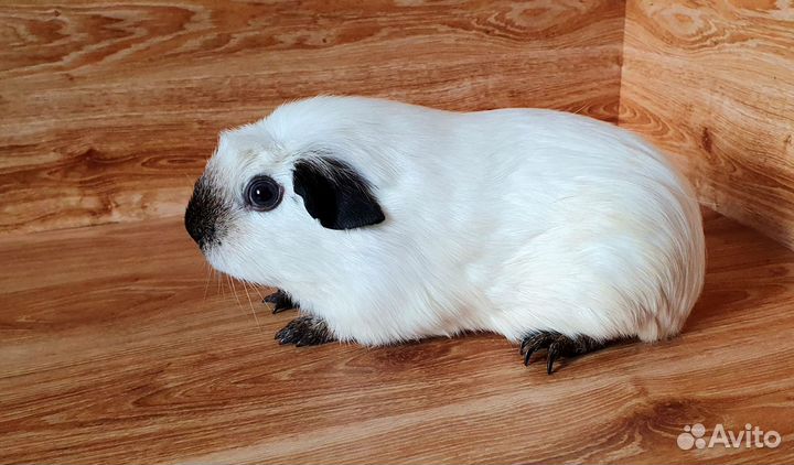 Морская свинка. Девочка