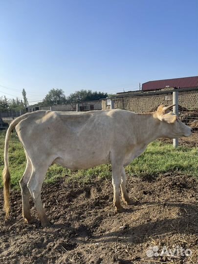 Корова дойная