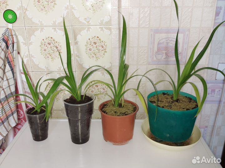 Пальма панданус