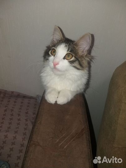 Кошка