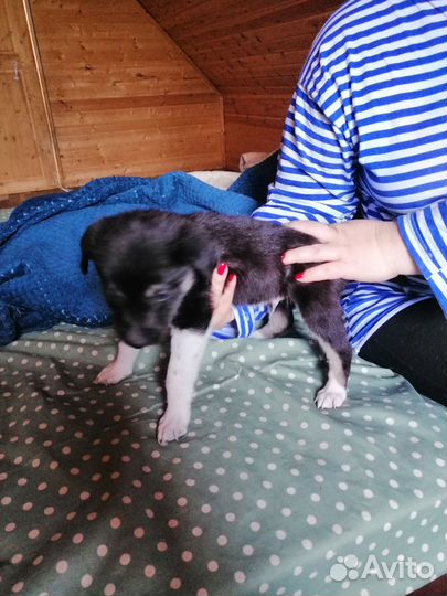 Щенки в добрые руки