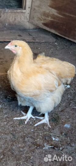 И/я.цыплята
