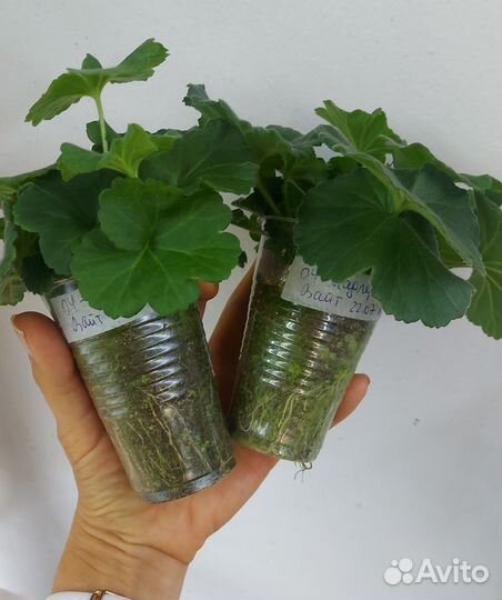 Пеларгония Махровая белая