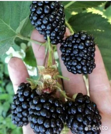 Саженцы ежевики и ежемалины. 15 сортов