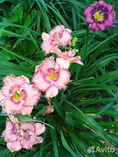 Продаю сортовые лилейники, пионы, печеночницы