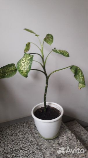 Диффенбахия