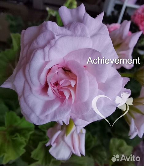 Пеларгония Achievement, Denise и др
