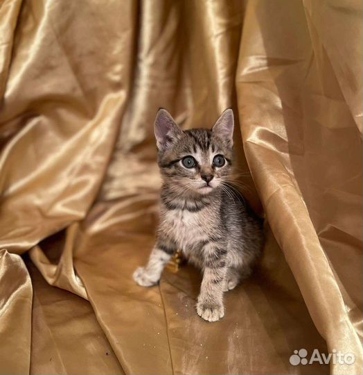 Котята в добрые руки бесплатно