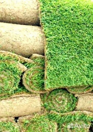 Рулонный газон 