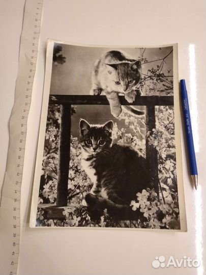 Ретро фото котики