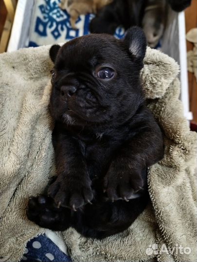 Щеночки Французики, пухлые булочки