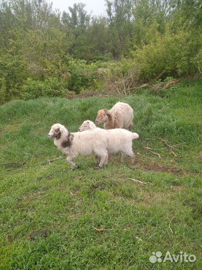 Овцы бараны ягнята