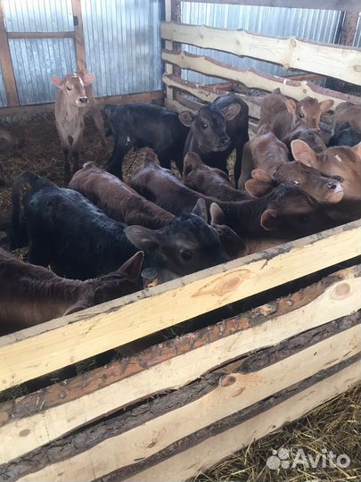 Телята доставка