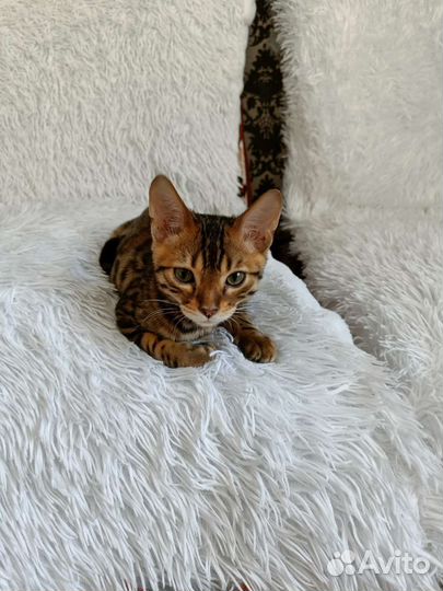Бенгальская кошка