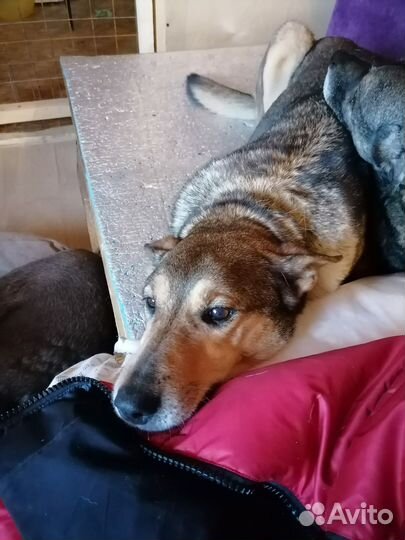 Собака из приюта Хани ждет семью