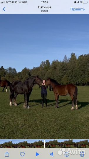 Владимирская кобылка