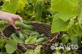 Сборщик огурцов. Питание/проживание г.Волжский