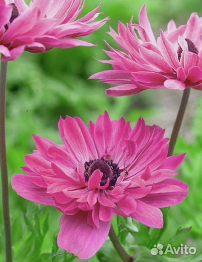 Анемона Адмирал 1 уп. (5 шт.) фракция 5/6