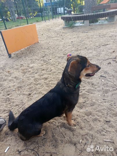 Собака в добрые руки