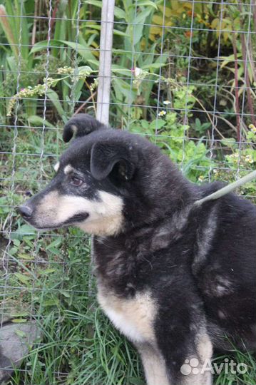 Трусливая Зося