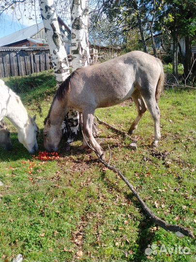 Прдам молодую лошадь