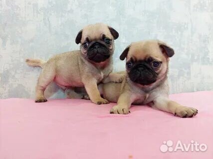 Щенки мопса