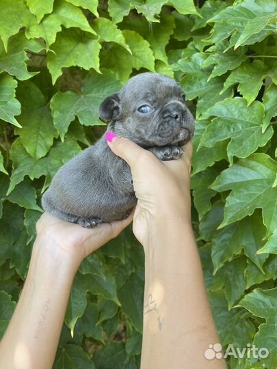 Французский бульдог