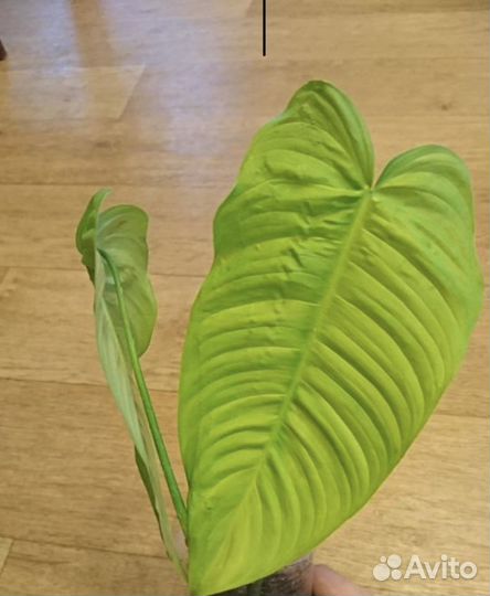 Филодендрон Тенуа редкие коллекционные ароидные