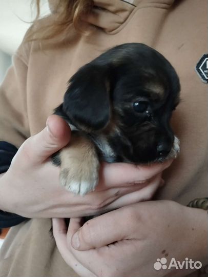 Американский кокер спаниель девочка