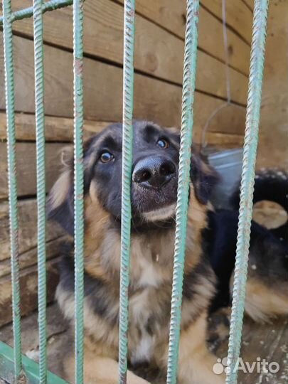 Юный красавец Шкипер. Приют Некрасовка-не приговор