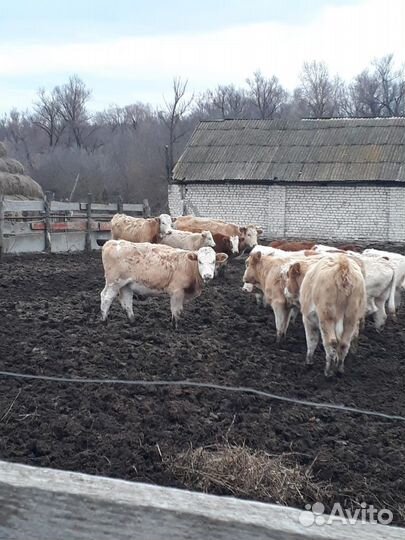 Тёлки сементалы