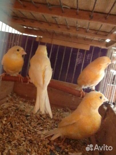 Продаются декоративные птицы:канарейки и амадины