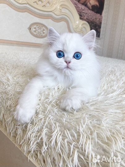 Серебристая шиншилла пойнт девочка окраса ns1133