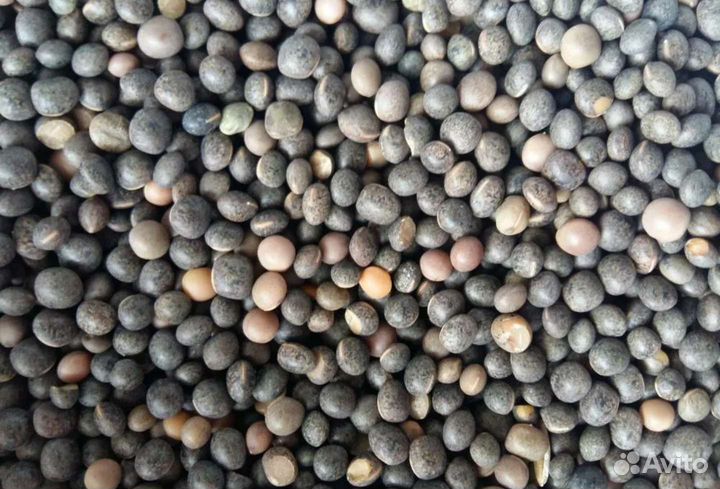 Вика яровая